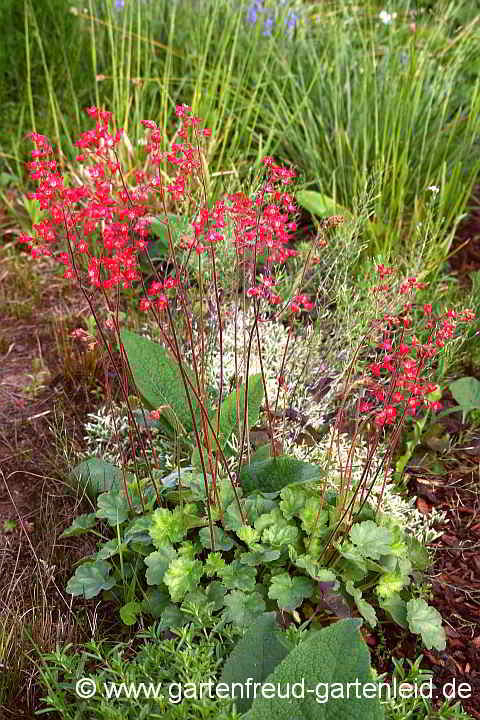 Heuchera sanguinea – Blut-Purpurglöckchen