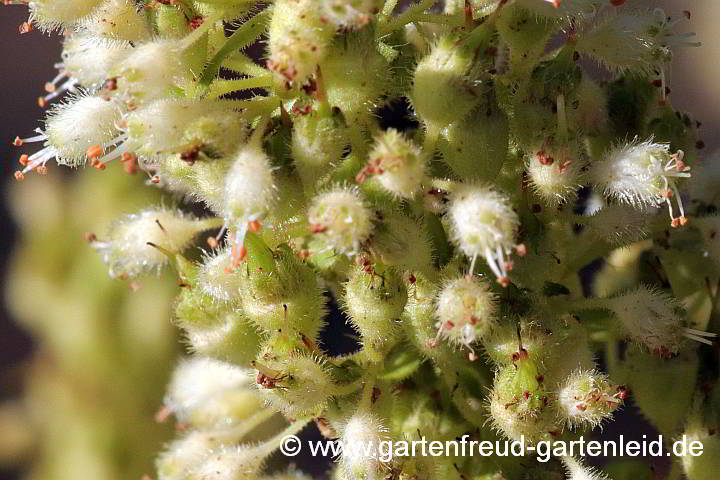 Heuchera villosa 'Autumn Bride' – Weißblütiges Purpurglöckchen, Blüten