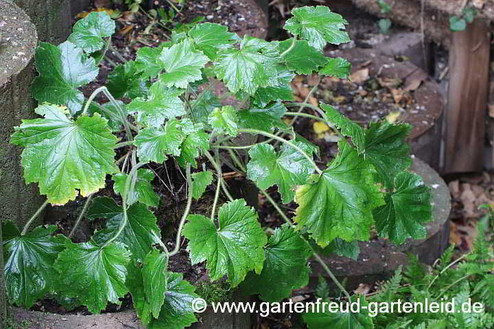 Heuchera villosa 'Autumn Bride' (Weißblütiges Purpurglöckchen) – Laub in nährstoffreichem Boden