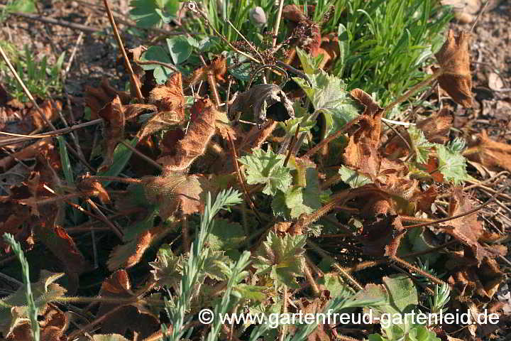 Heuchera villosa 'Autumn Bride' (Weißblütiges Purpurglöckchen) mit winterlichem Blattschaden