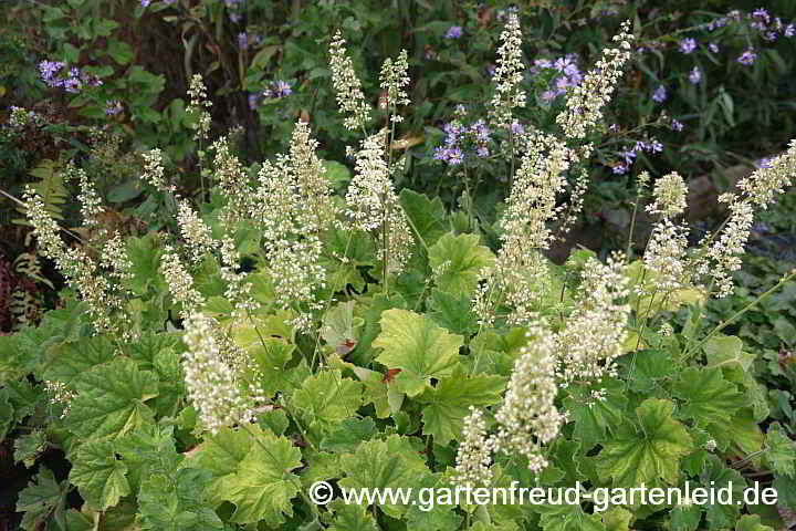 Heuchera villosa 'Autumn Bride' – Weißblütiges Purpurglöckchen