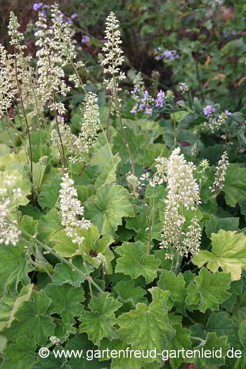 Heuchera villosa 'Autumn Bride' – Weißblütiges Purpurglöckchen