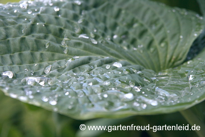 Hosta sieboldiana 'Elegans' – Große Blaublatt-Funkie