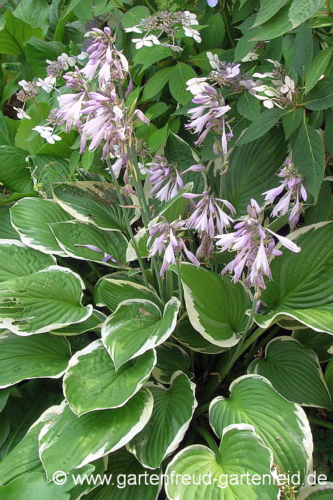 Hosta 'Francee' – Graublatt-Funkie