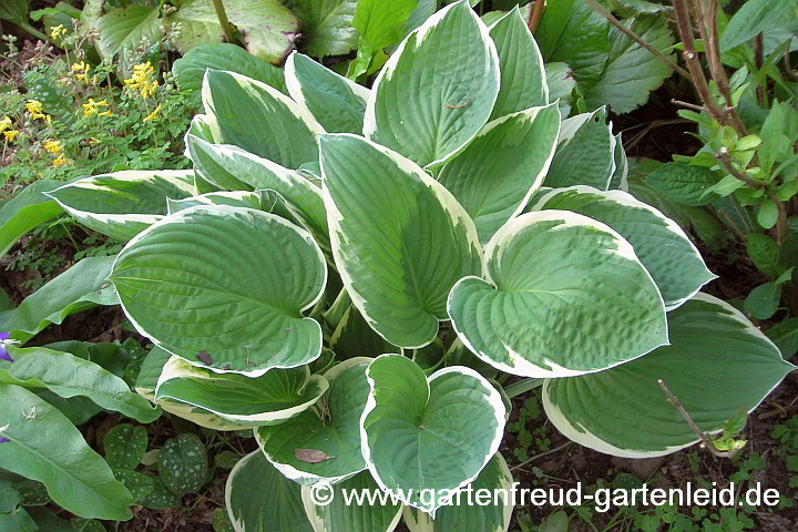 Hosta x fortunei 'Francee' – Graublatt-Funkie