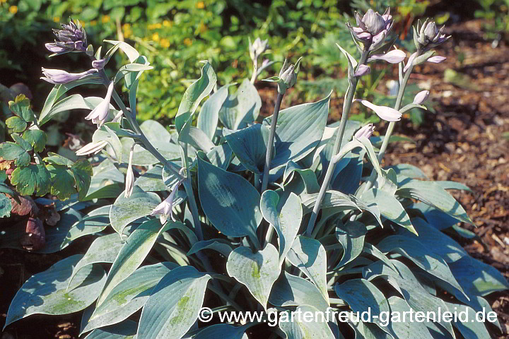 Hosta 'Halcyon' – Graublaue Funkie