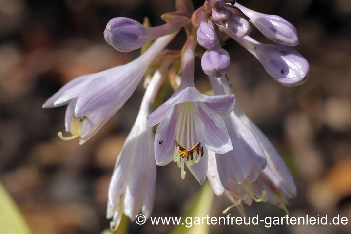Hosta Tardiana-Gruppe `June Fever´ &ndash; Gold-Funkie, Garten-Herzblattlilie