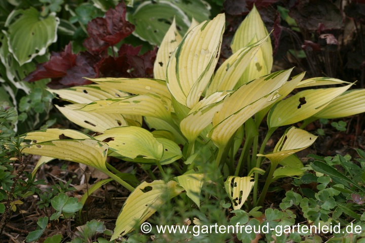 Hosta 'June Fever' &ndash; Blatt nach viel Sonneneinstrahlung