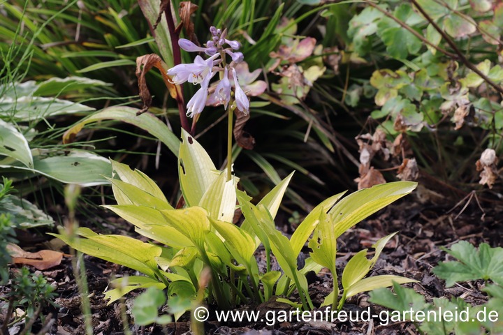 Hosta Tardiana-Gruppe `June Fever´ &ndash; Gold-Funkie, Garten-Herzblattlilie