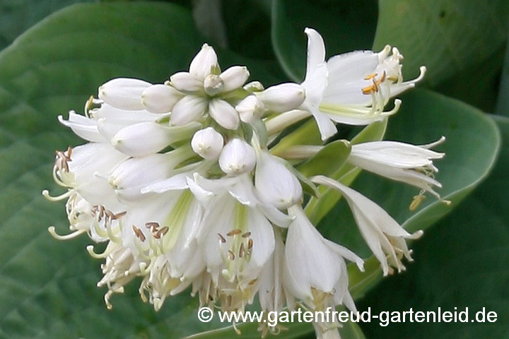 Hosta sieboldiana 'Elegans' – Große Blaublatt-Funkie