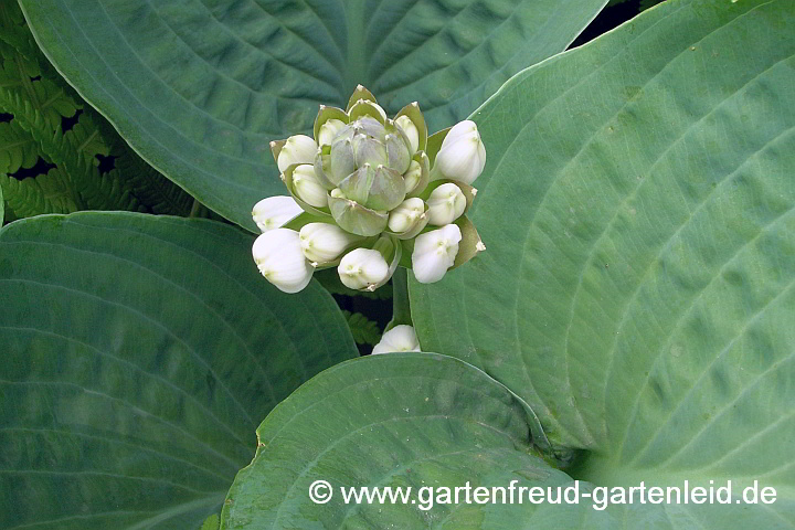 Hosta sieboldiana 'Elegans' – Große Blaublatt-Funkie