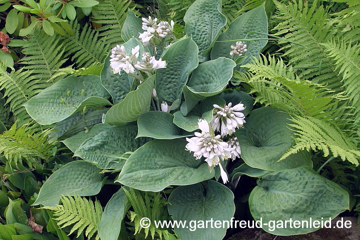 Hosta sieboldiana 'Elegans' – Große Blaublatt-Funkie