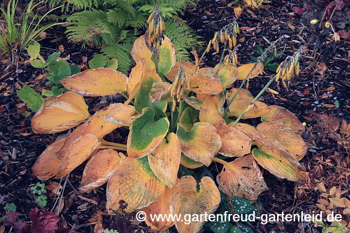 Hosta sieboldiana 'Frances-Williams' – Blaue Gelbrand-Funkie, Herbstfärbung