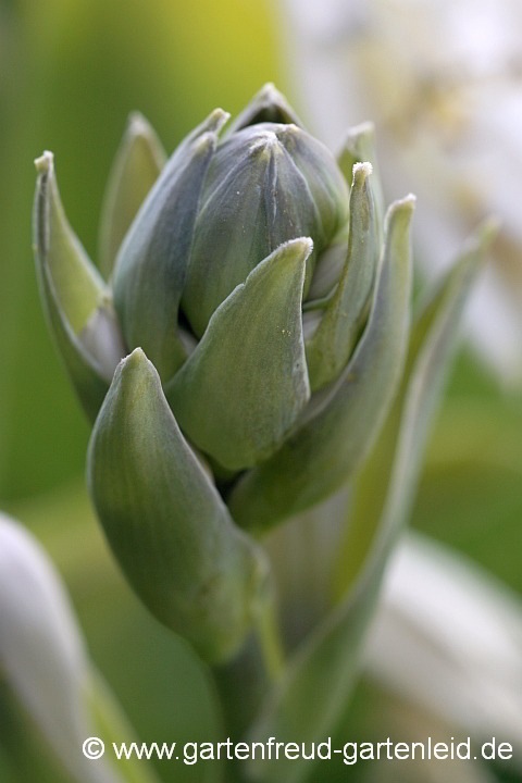 Hosta sieboldiana 'Frances Williams' – Blaue Gelbrand-Funkie