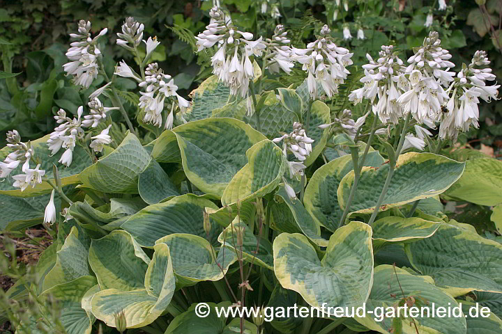 Hosta sieboldiana 'Frances Williams' – Blaue Gelbrand-Funkie