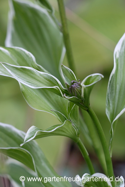 Hosta undulata `Albo-marginata´ – Schneefeder-Funkie