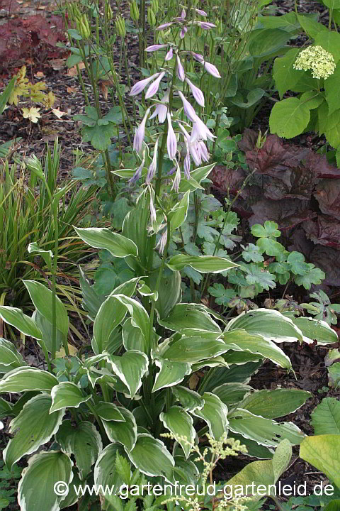 Hosta undulata 'Albo-marginata' – Schneefeder-Funkie