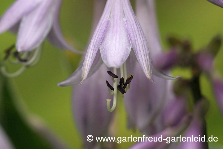 Hosta undulata `Albo-marginata´ – Schneefeder-Funkie