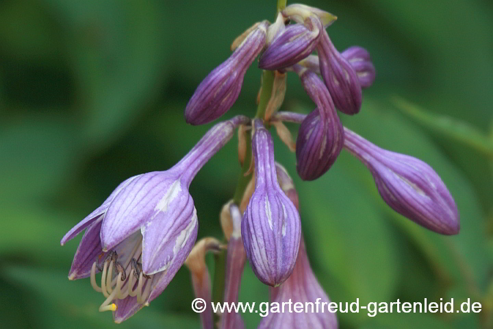 Hosta ventricosa – Blaue Glocken-Funkie, Blüten