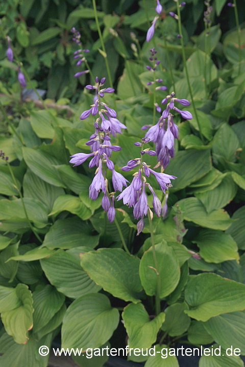 Hosta ventricosa – Blaue Glocken-Funkie