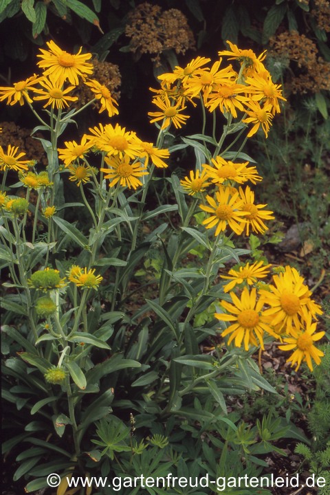 Hymenoxys hoopesii &ndash; Fr&uuml;hsommer-Sonnenbraut, Hoopes Sonnenbraut