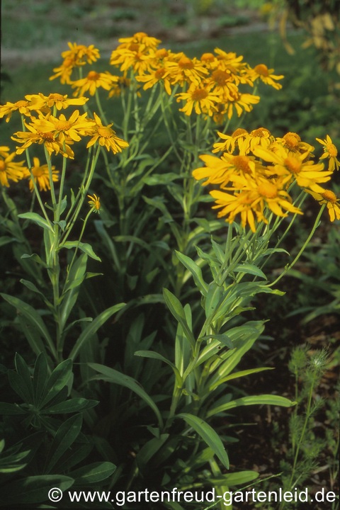 Hymenoxys hoopesii &ndash; Fr&uuml;hsommer-Sonnenbraut