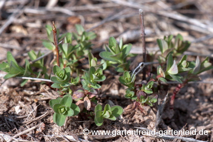 Hypericum perforatum (Johanniskraut, Tüpfel-Hartheu) –  Austrieb