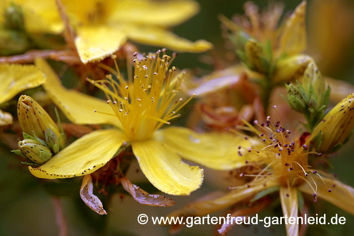 Hypericum perforatum – Tüpfel-Johanniskraut, Blüten