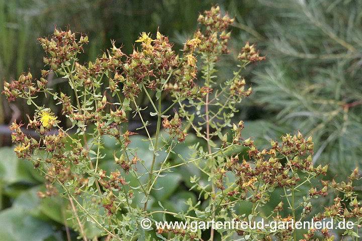 Hypericum perforatum (Johanniskraut, Tüpfel-Hartheu) – Samenstand