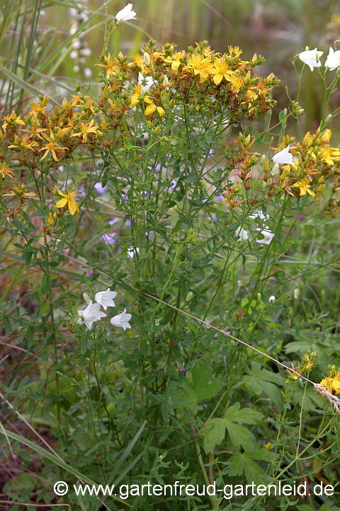 Hypericum perforatum – Johanniskraut, Tüpfel-Hartheu