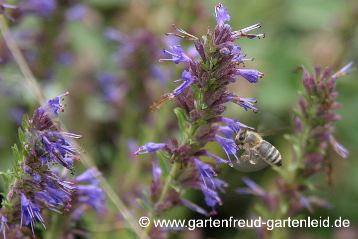 Hyssopus officinalis – Blauer Ysop, Arznei-Ysop