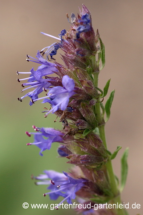 Hyssopus officinalis – Blauer Ysop, Arznei-Ysop