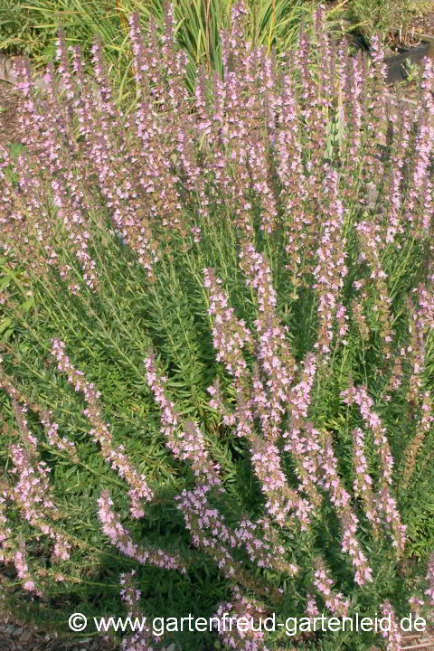 Hyssopus officinalis – Blauer Ysop, Arznei-Ysop in Rosa