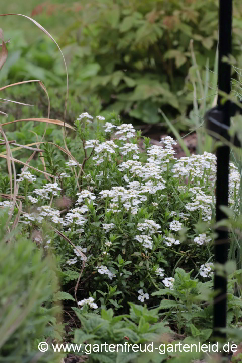 Iberis sempervirens – Immergrüne Schleifenblume, Bauernsenf