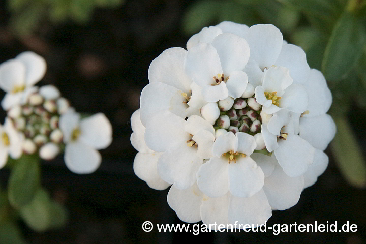 Iberis sempervirens – Immergrüne Schleifenblume, Bauernsenf