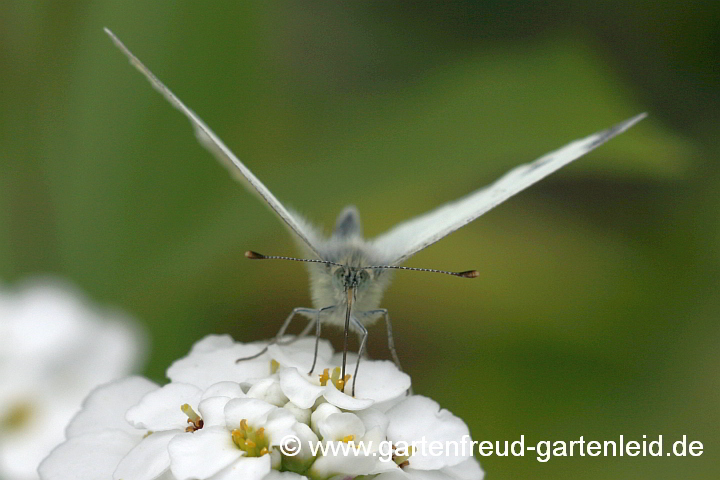 Iberis sempervirens – Immergrüne Schleifenblume mit Kleinem Kohlweißling