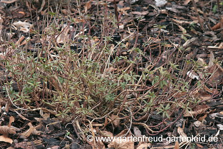 Iberis sempervirens (Immergrüne Schleifenblume, Bauernsenf) im Winter