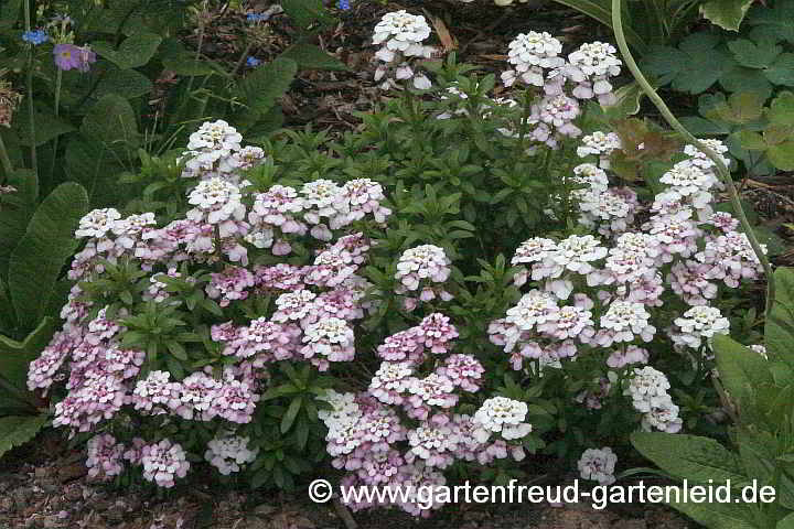 Iberis sempervirens (Immergrüne Schleifenblume, Bauernsenf) im Verblühen