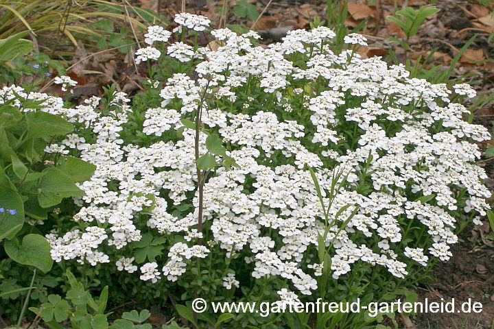 Iberis sempervirens – Immergrüne Schleifenblume, Bauernsenf