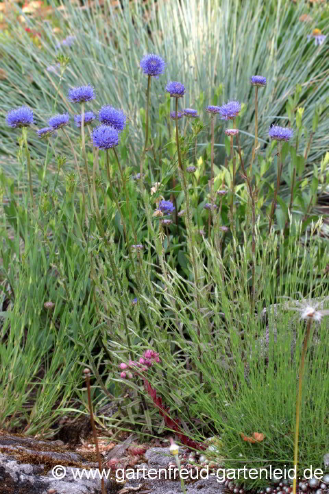 Jasione laevis – Ausdauerndes Sandglöckchen, Blauköpfchen