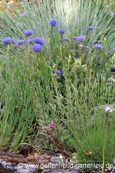 Jasione laevis – Ausdauerndes Sandglöckchen