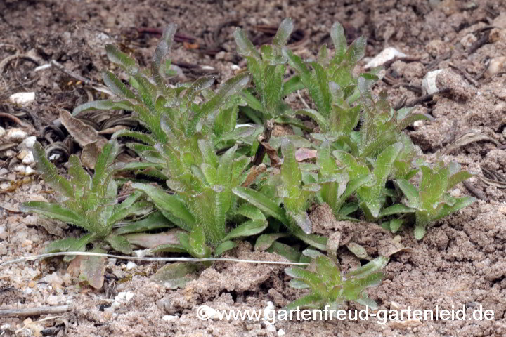 Jasione laevis (Ausdauerndes Sandglöckchen, Blauköpfchen) im April
