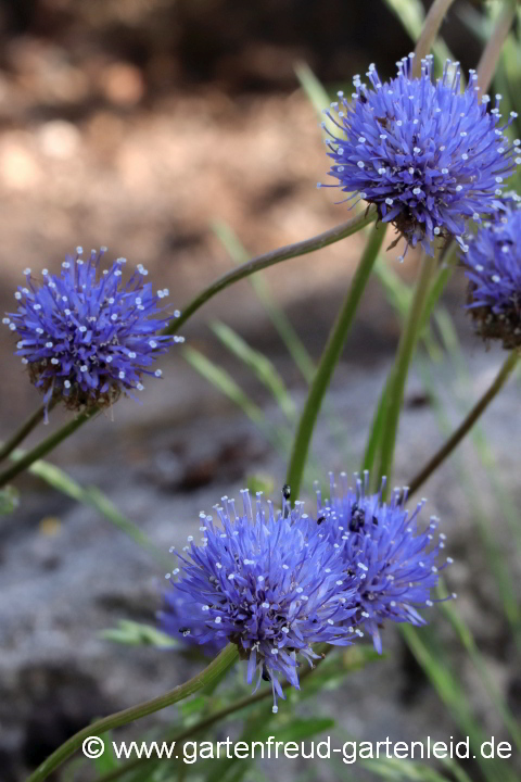 Jasione laevis – Ausdauerndes Sandglöckchen, Blauköpfchen