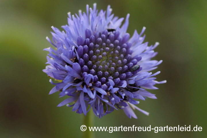 Jasione laevis (Ausdauerndes Sandglöckchen, Blauköpfchen), Blütenstand