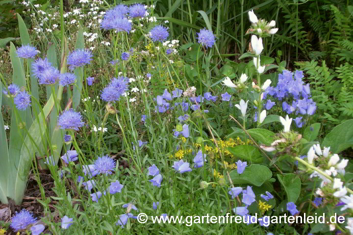 Jasione laevis (Ausdauerndes Sandglöckchen, Blauköpfchen) mit Campanula cochleariifolia (Zwerg-Glockenblume)