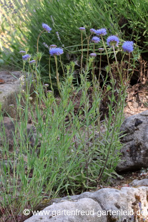 Jasione laevis (Ausdauerndes Sandglöckchen) mit Campanula cochleariifolia (Zwerg-Glockenblume)
