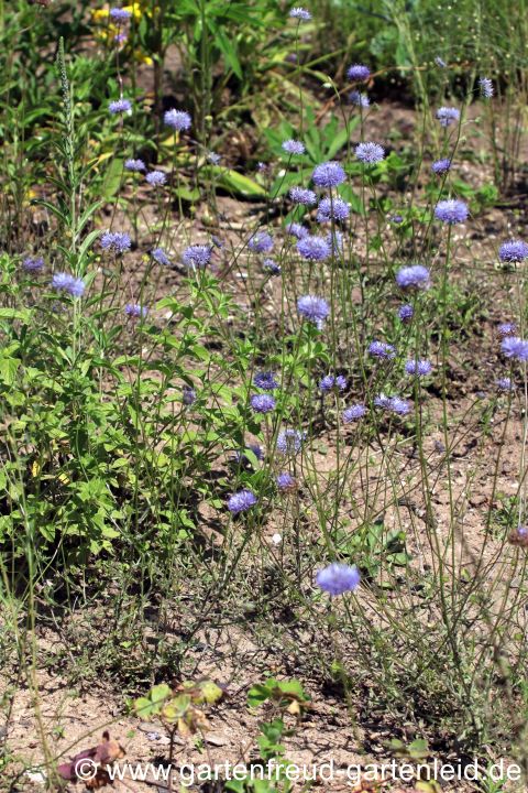Jasione montana – Berg-Sandglöckchen