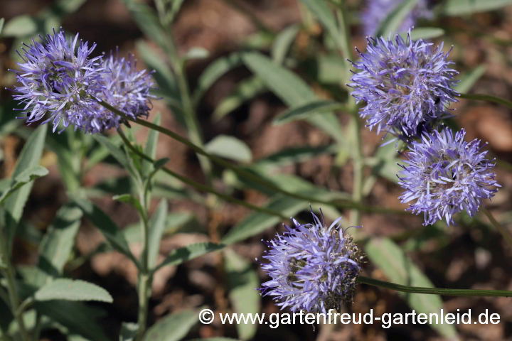 Jasione montana – Berg-Sandglöckchen, Blütenstände