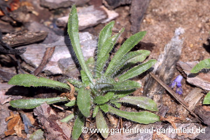 Jasione montana – Berg-Sandglöckchen, Sämling