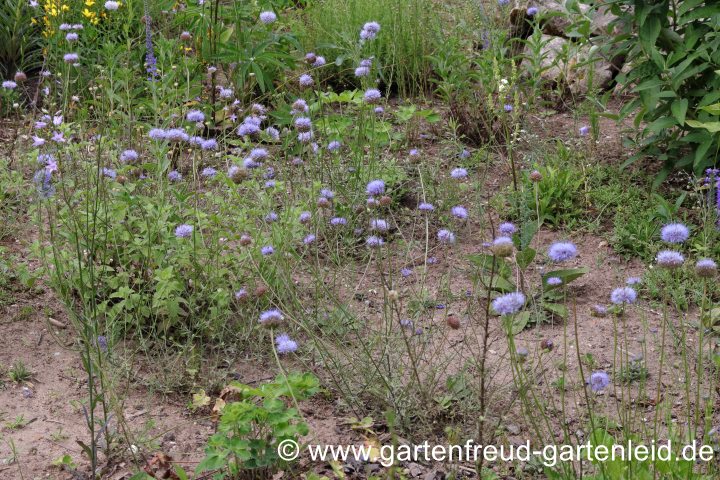 Jasione montana – Berg-Sandglöckchen, Berg-Sandrapunzel
